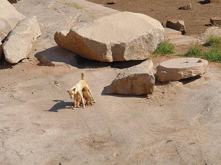Foto Hund - Aswan
