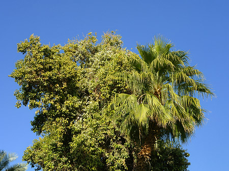 Palmen Fotos