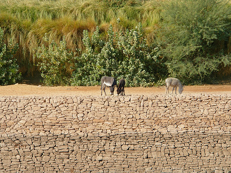 Fotos Ufer