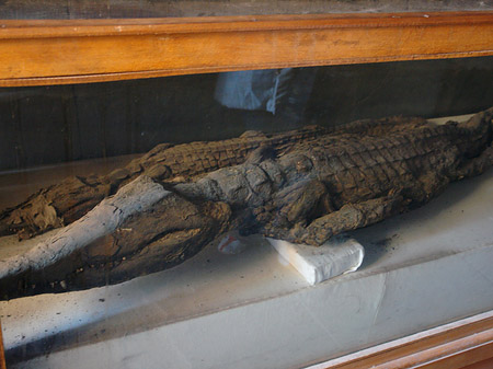 Fotos Krokodil | Kôm Ombo