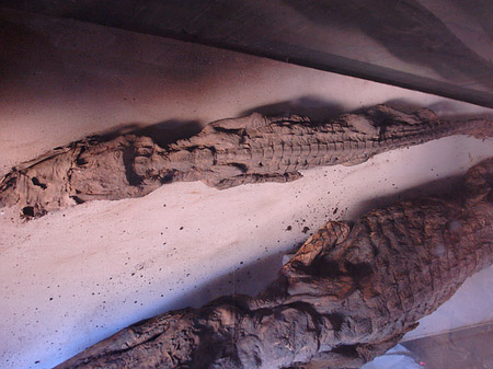 Krokodil Fotos