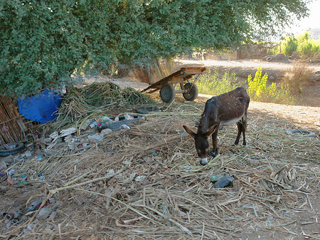 Tiere