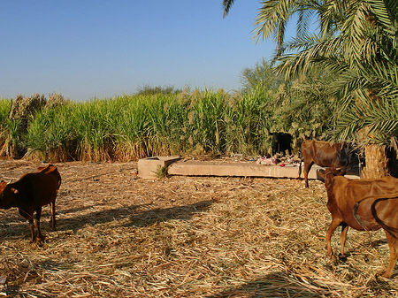 Foto Tiere - Luxor