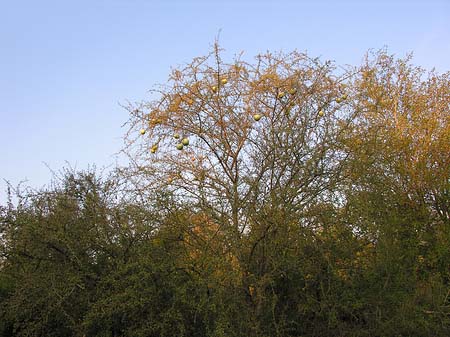 Bäume und Sträucher