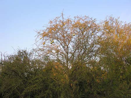 Bäume und Sträucher Foto 
