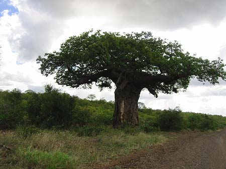 Foto Baum mit dicken Ästen