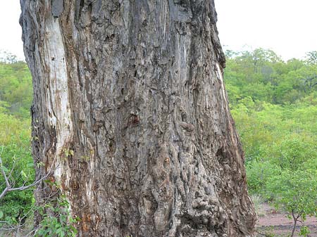 Foto Dicker Baum