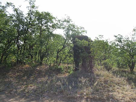 Foto Elefant