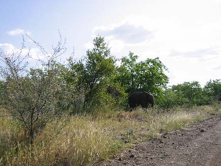 Foto Elefant