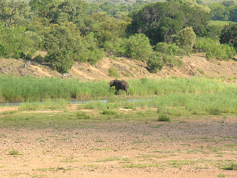 Elefant Fotos