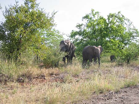 Elefant Fotos