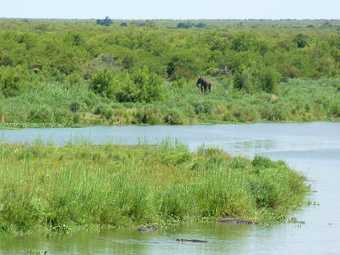 Elefanten am Wasser Fotos