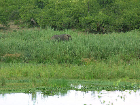Elefanten am Wasser Foto 
