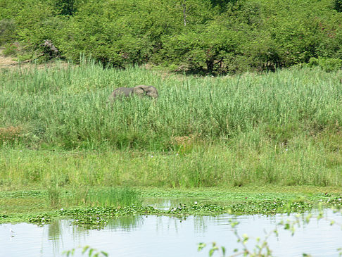Elefanten am Wasser Foto 