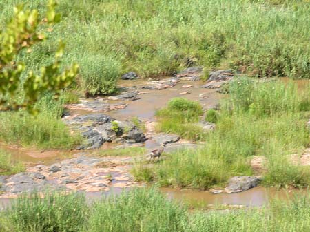 Fluss in Olifants Foto 