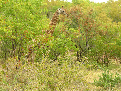 Foto Giraffe