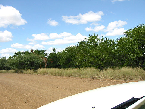 Fotos Giraffe | 