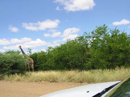 Giraffe