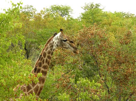 Giraffe Fotos