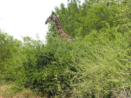 Giraffe