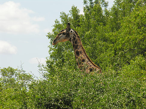 Fotos Giraffe