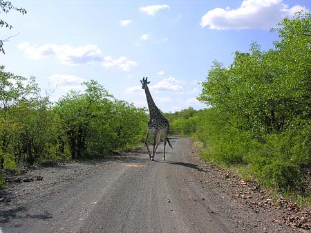 Giraffe Fotos