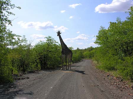 Giraffe Foto 