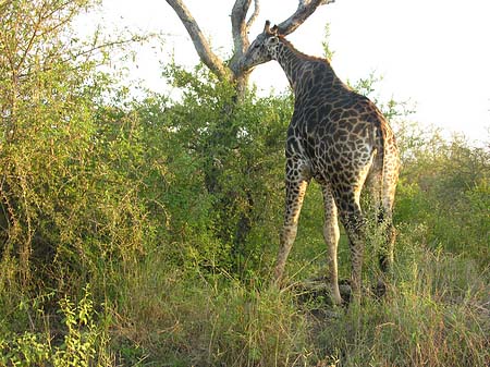 Foto Giraffe - 