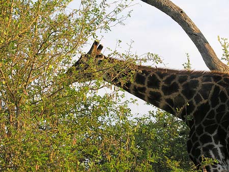 Fotos Giraffe