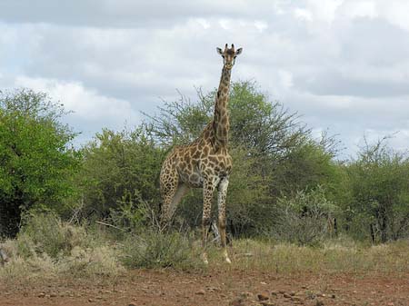 Giraffe Fotos