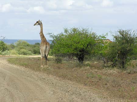 Giraffe Fotos