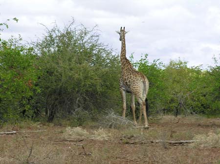 Foto Giraffe