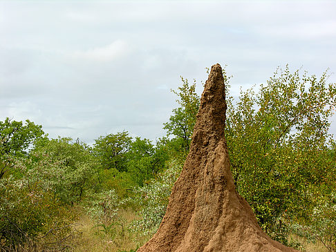 Foto Hohe Termitenhügel - Phalaborwa