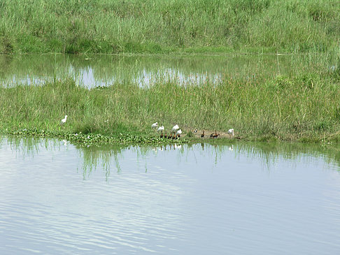 Foto Vögel am Wasser