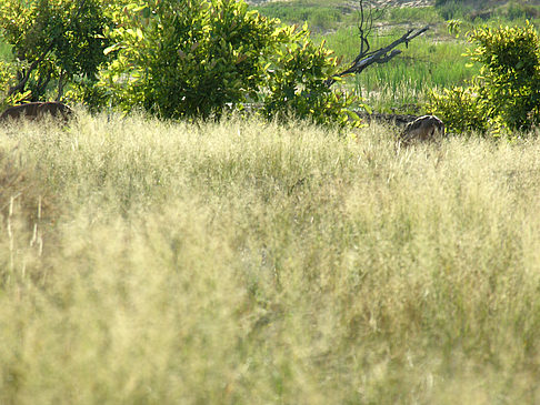 Wild Fotos