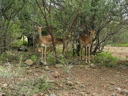 Zahmes Wild