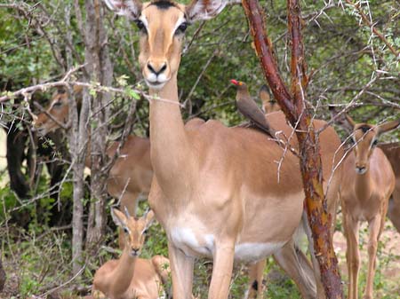 Foto Zahmes Wild - 