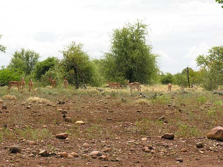 Zahmes Wild Foto 