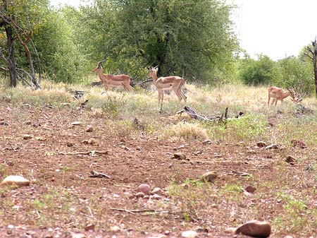 Zahmes Wild