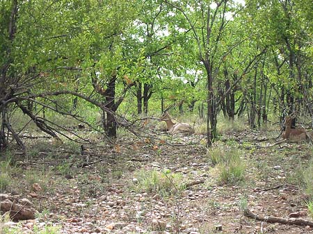 Foto Zahmes Wild - 