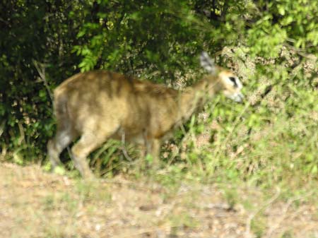 Foto Zahmes Wild
