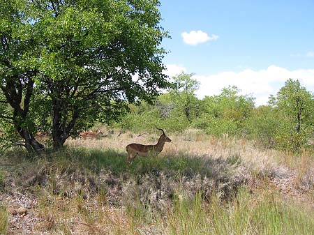 Fotos Zahmes Wild