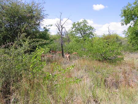 Zahmes Wild