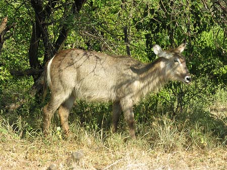 Zahmes Wild Foto 