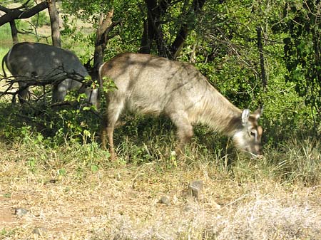 Fotos Zahmes Wild