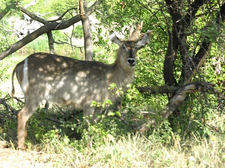 Foto Zahmes Wild