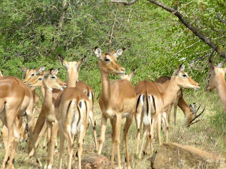 Foto Zahmes Wild