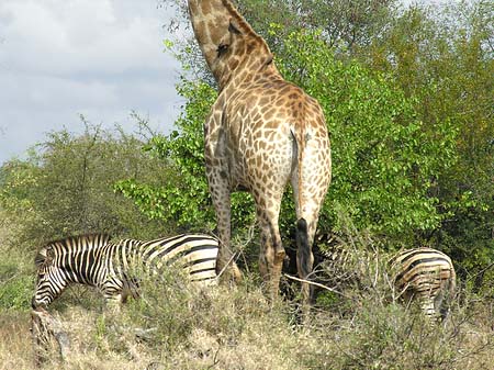 Foto Zebras und Giraffe