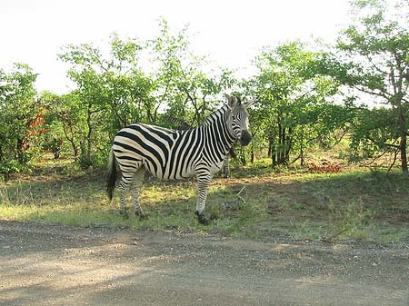 Zebras Fotos