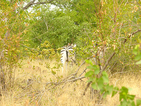 Zebras Foto 